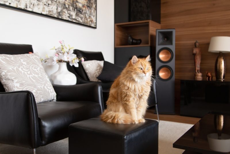 ginger-cat-resting-in-living-room