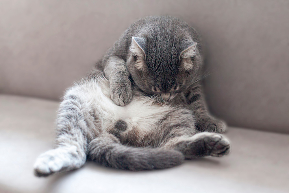 gray tabby cat licking its belly