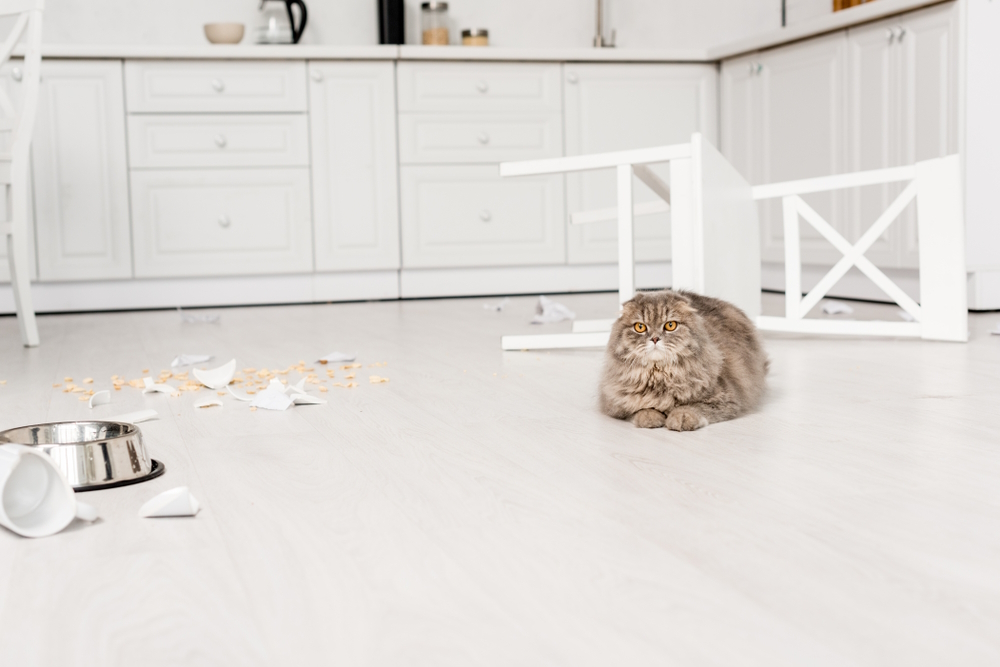 grey-cat-lying-im-messy-kitchen