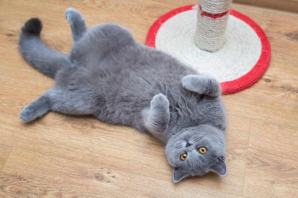grey cat lying on the floor belly up