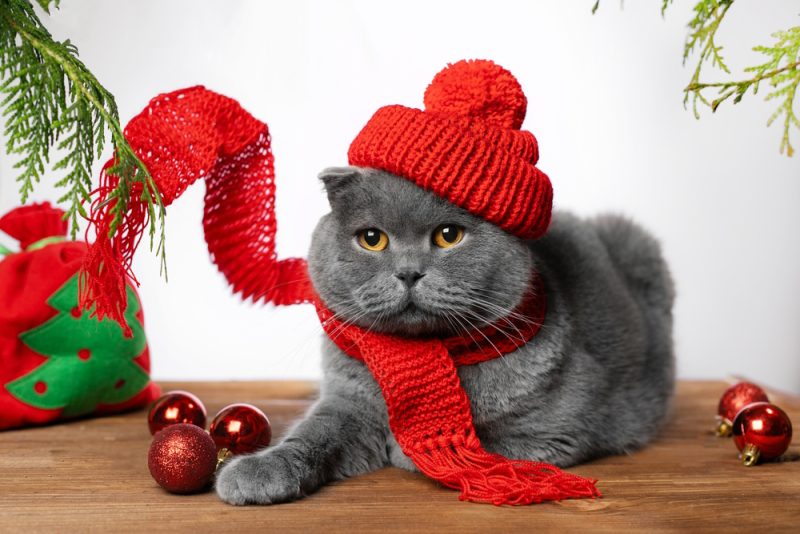 grey-cat-wearing-christmas-costume