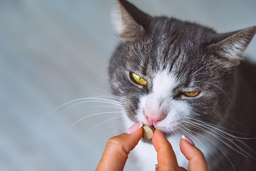 hand giving pill to a cat