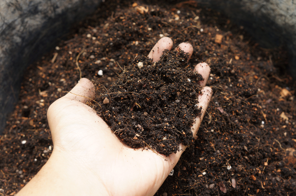 hand holding mix soil