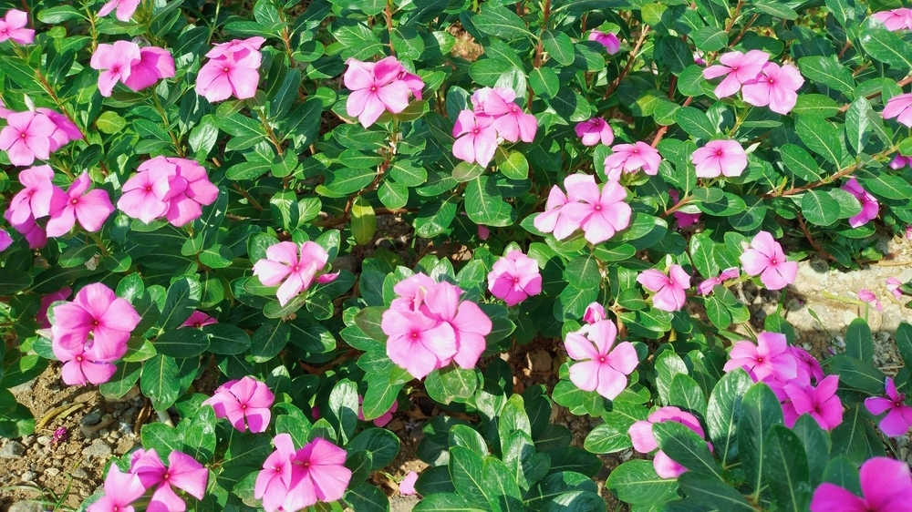 impatiens-plant-in-the-garden