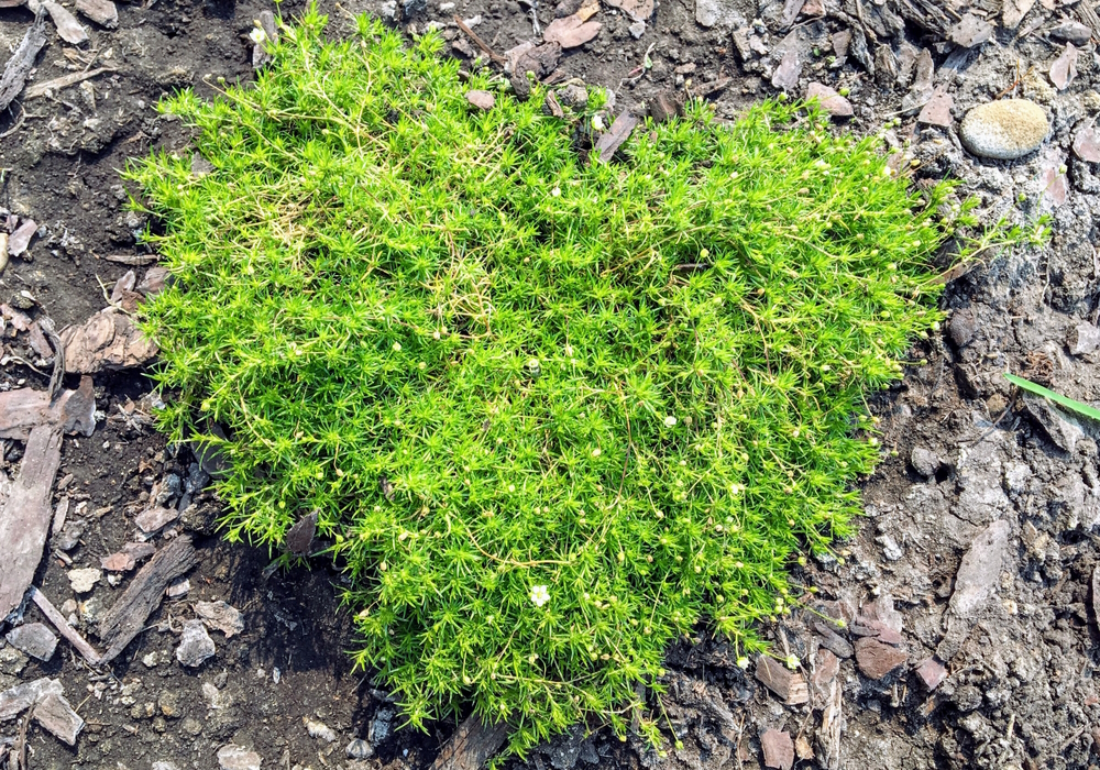 irish-moss-in-the-garden