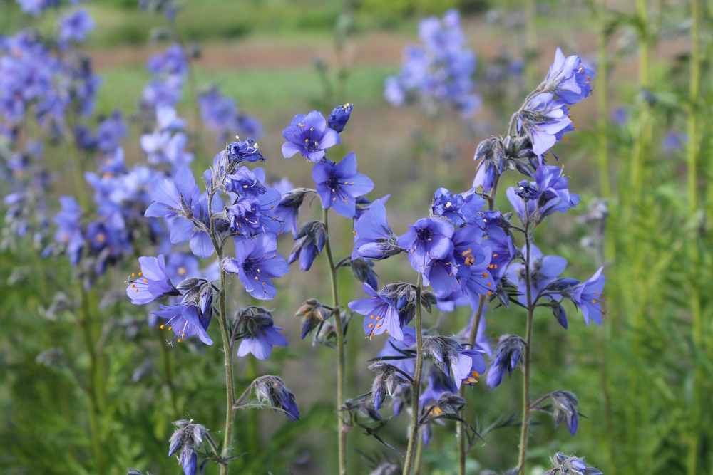 jacobs-ladder-plant