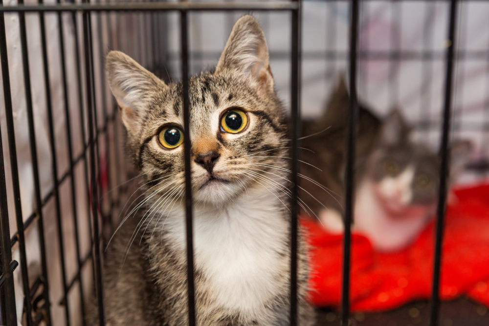 kittens in a cage of a shelter for homeless animals