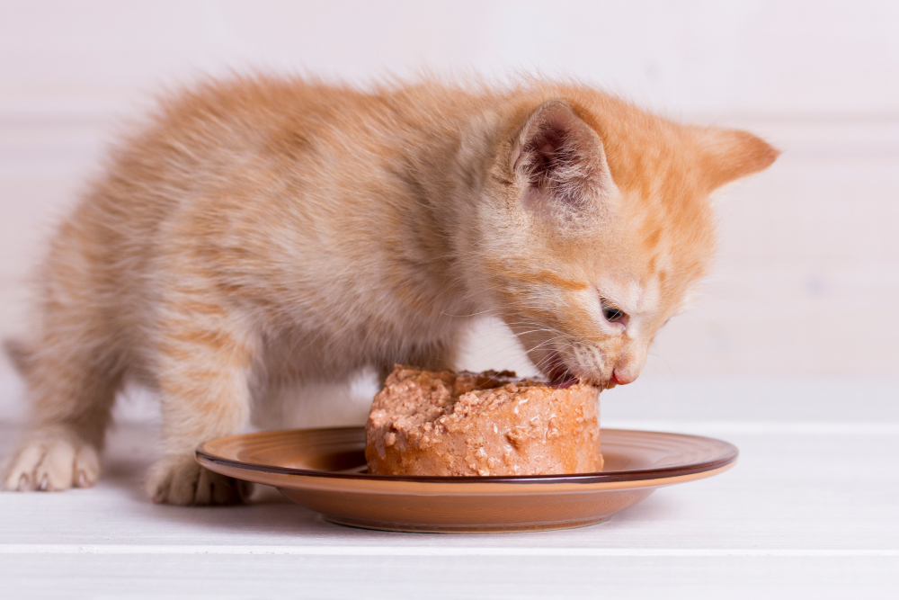 little ginger kitten eats wet food on a plate