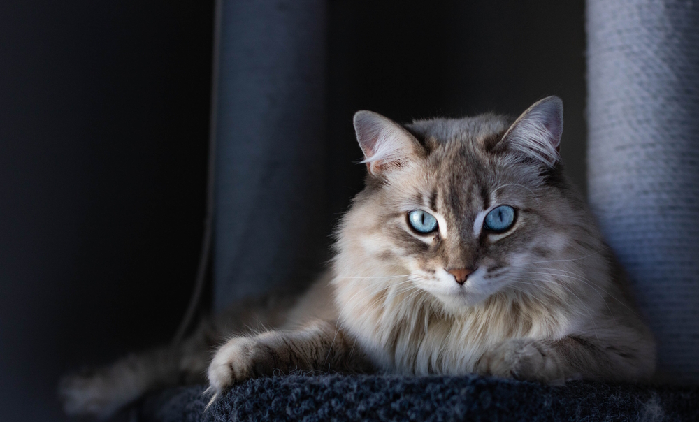 longhaired-cat-resting-in-the-dark