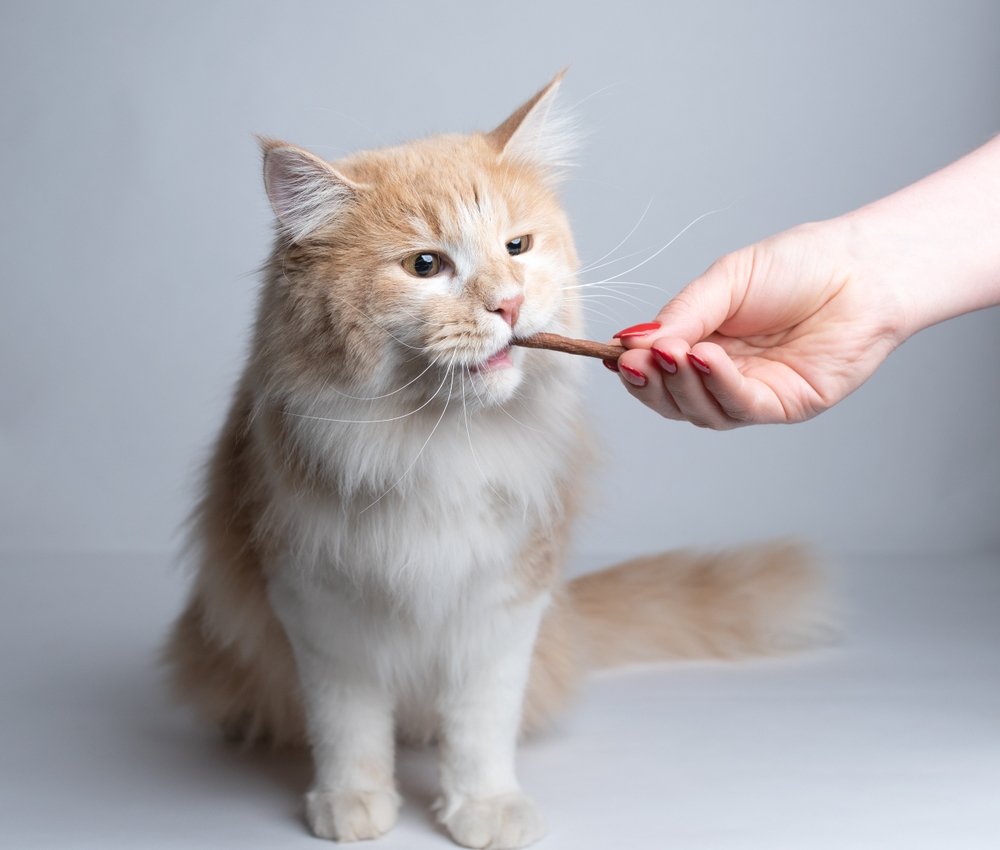 maine-coon-cat-having-treat-stick-snack
