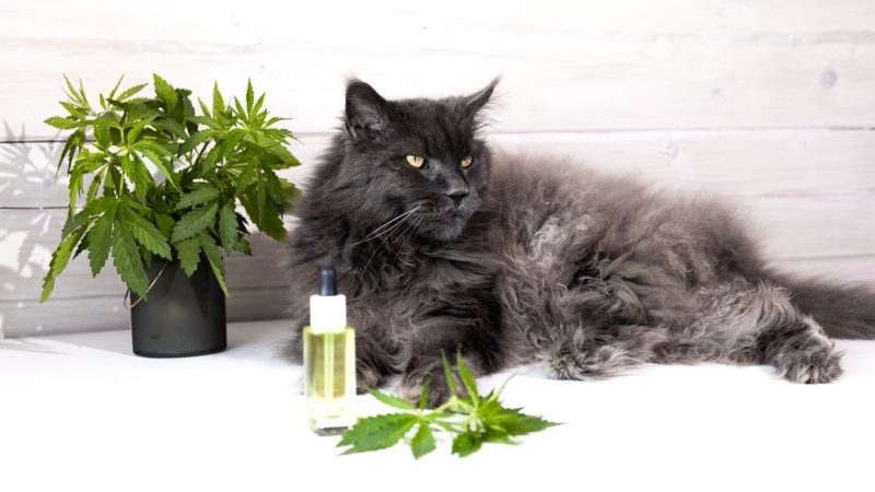 maine-coon-cat-lying-near-CBD-oil