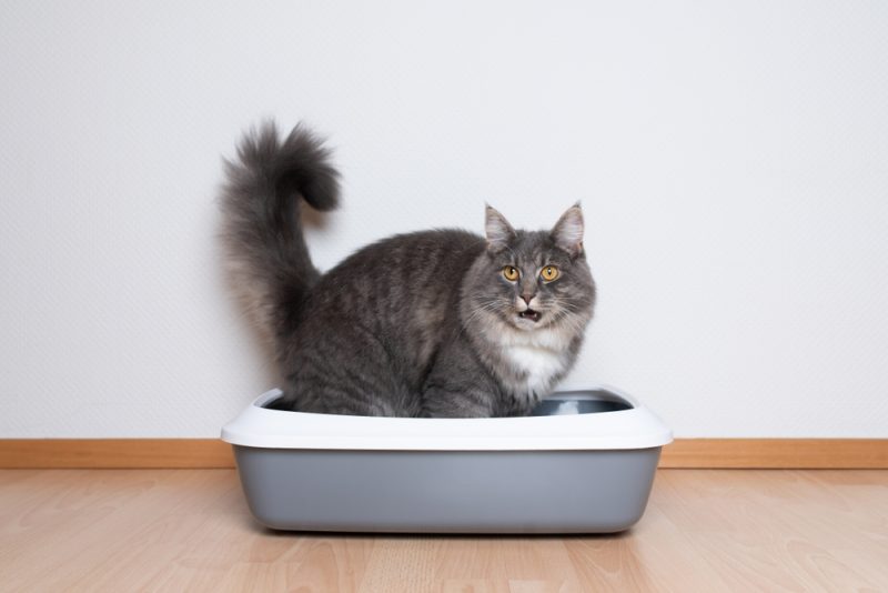 maine-coon-cat-using-the-litter-box