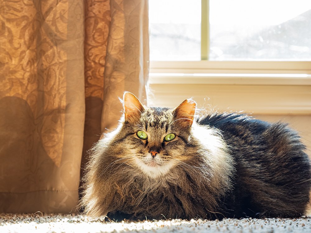 Maine Coon mix cat indoor near the window