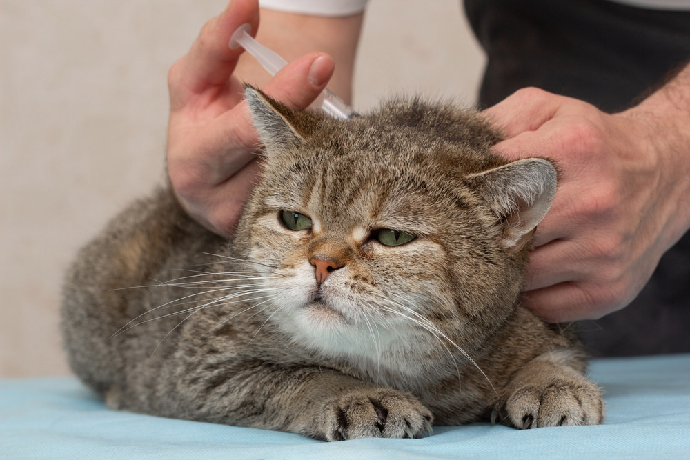 man administering medicine to a cat