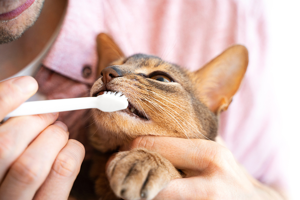 man brushing cat's teeth