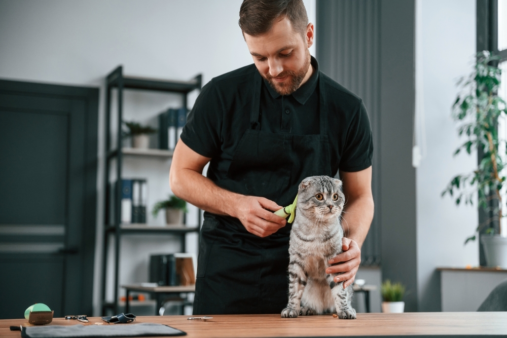 man-brushing-his-scotish-fold-tabby-cat