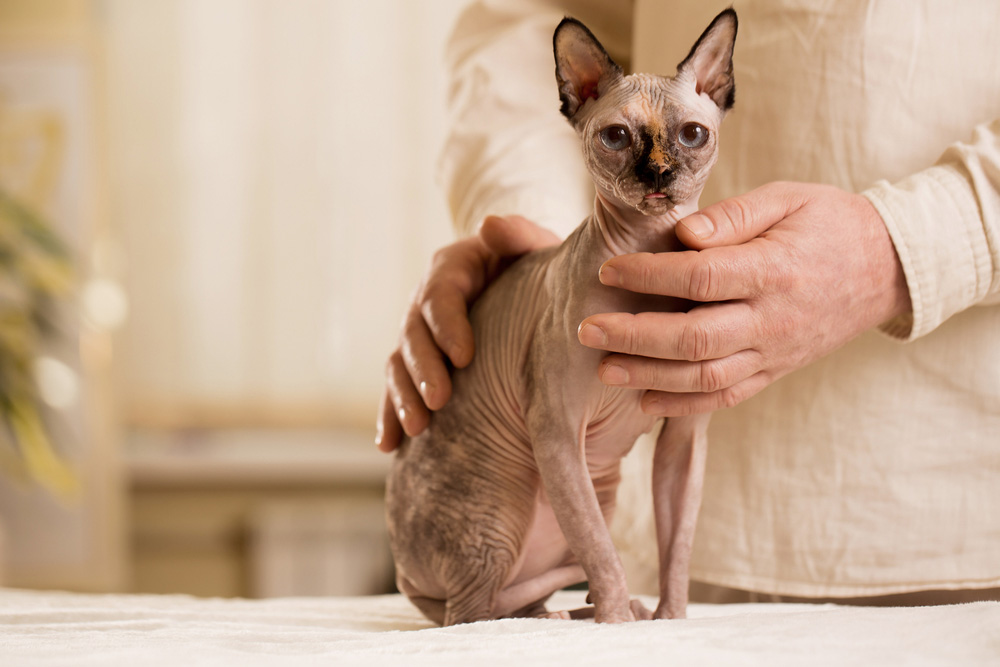 man holding a cat on the table