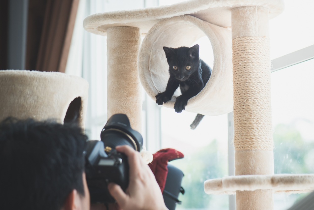 man-taking-picture-of-black-cat