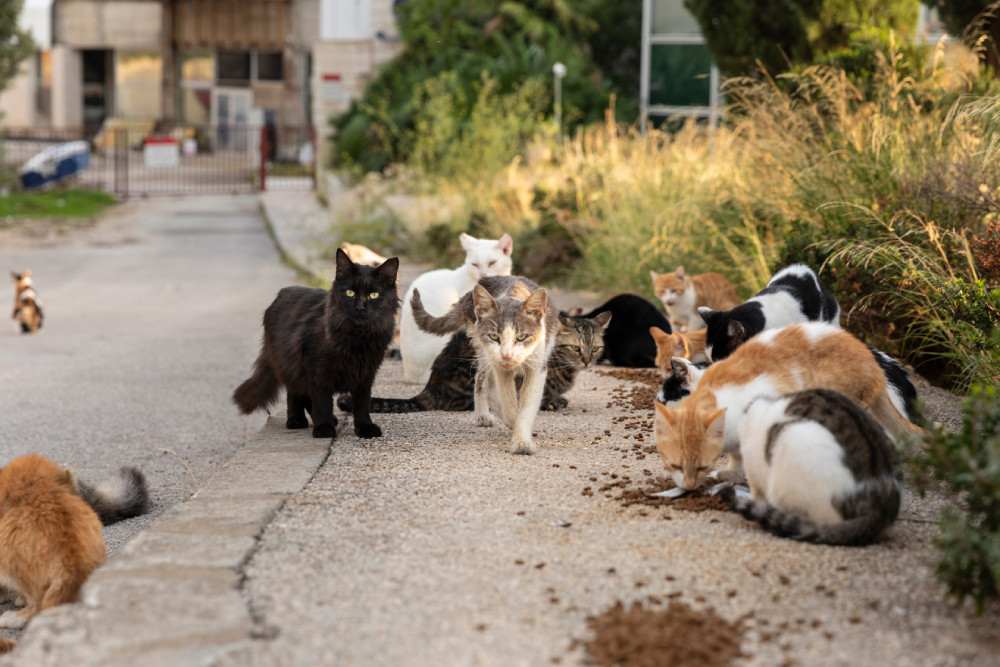 multicoloured homeless stray cats in the street