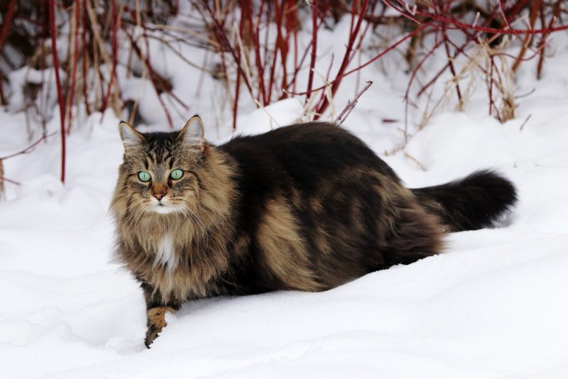 norwegian-forest-cat-in-the-snow