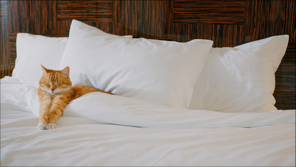 orange a cat lying on a hotel bed