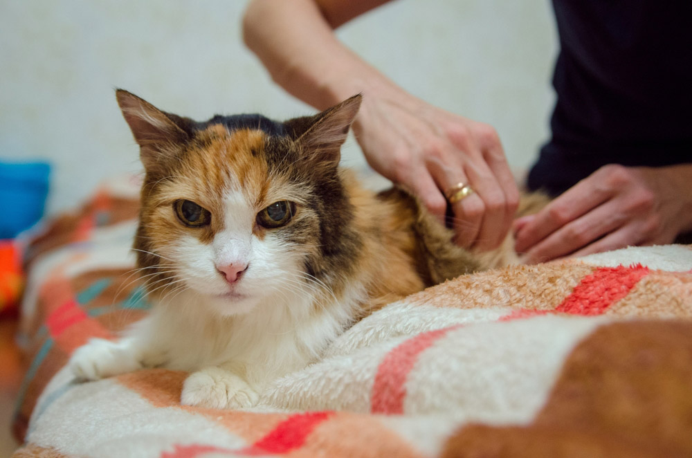 owner administering insulin to her cat