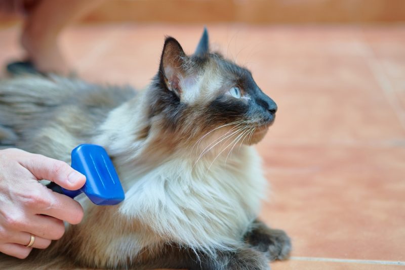 8 Best Cat Grooming Tools of 2026: Reviews & Top Picks - Catster