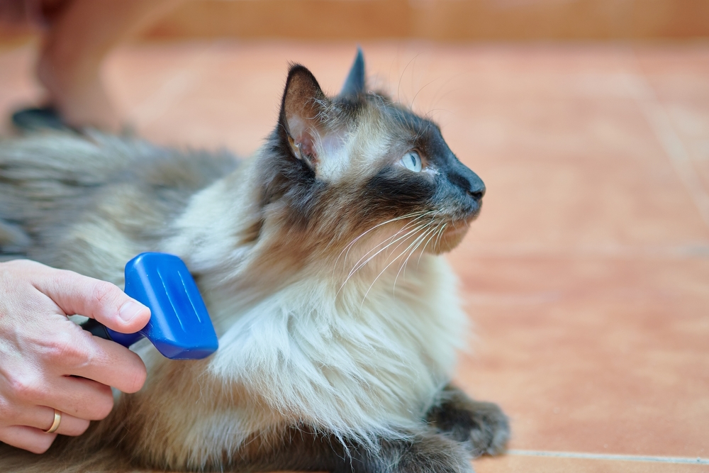 owner-brushing-her-siamese-cat
