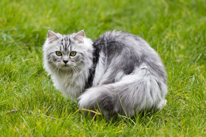 persian-cat-on-the-grass