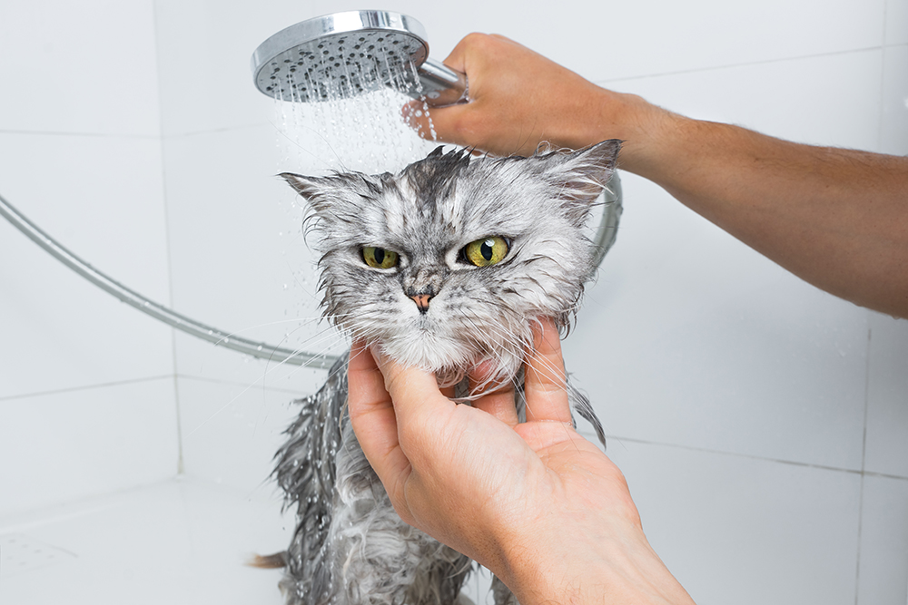 person giving a grey persian cat a bath