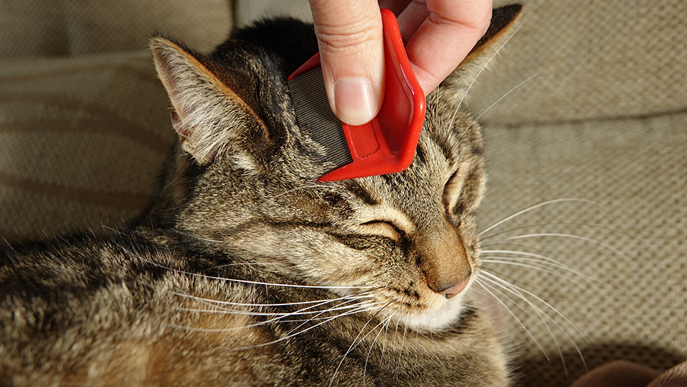 person removing cat fleas using flea comb