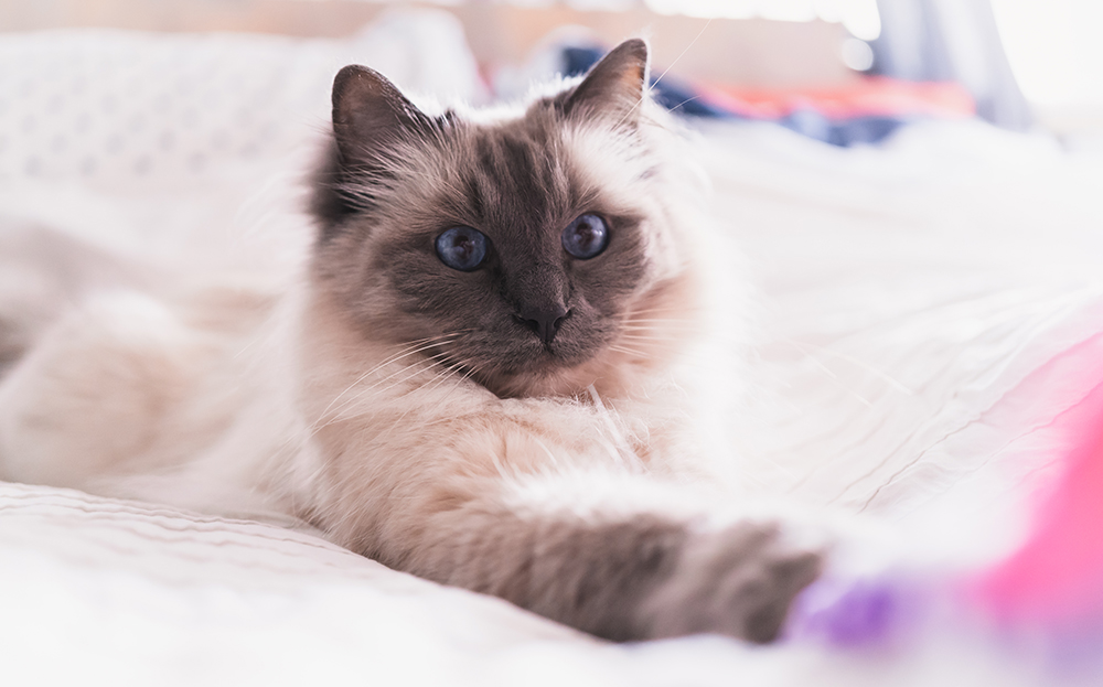 Ragdoll mixed cat