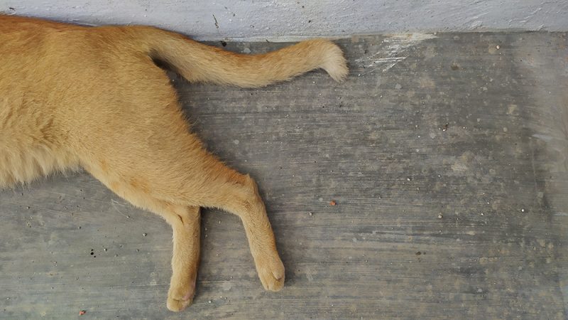 rear body of a cat lying on the floor