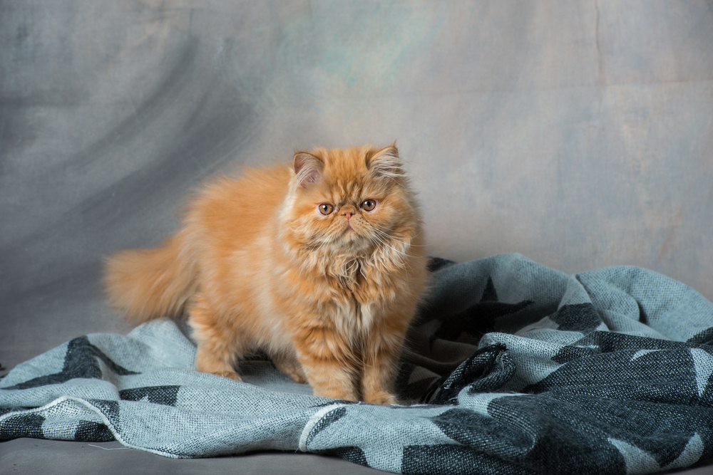 red persian cat standing looking at the camera