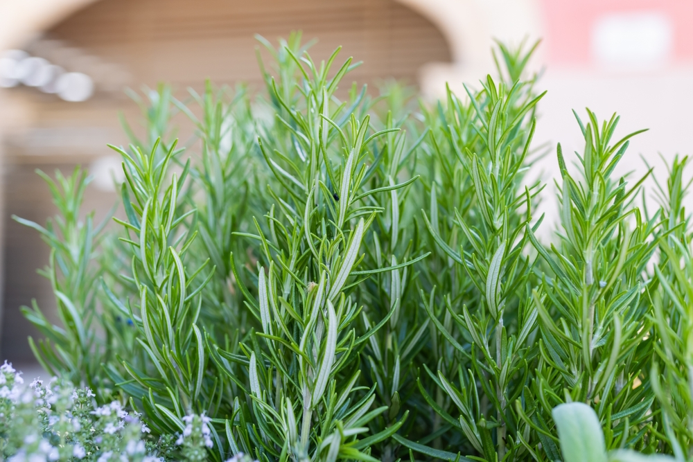 rosemary-plant