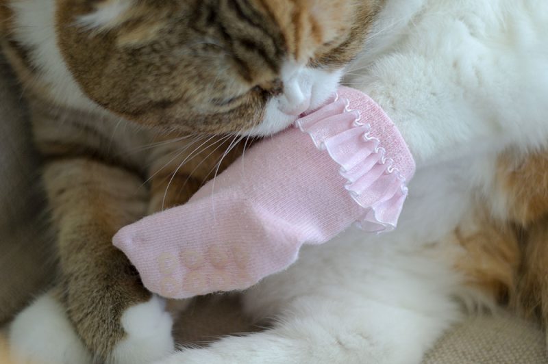 scottish fold cat dressed in socks