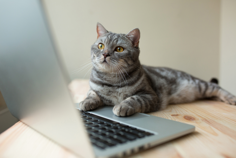 scottish straight gray cat working on the computer