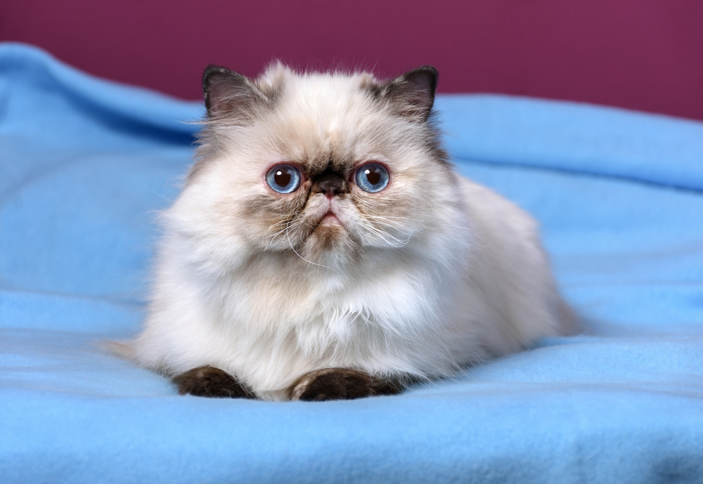 seal tortie point persian cat lying on a cloth