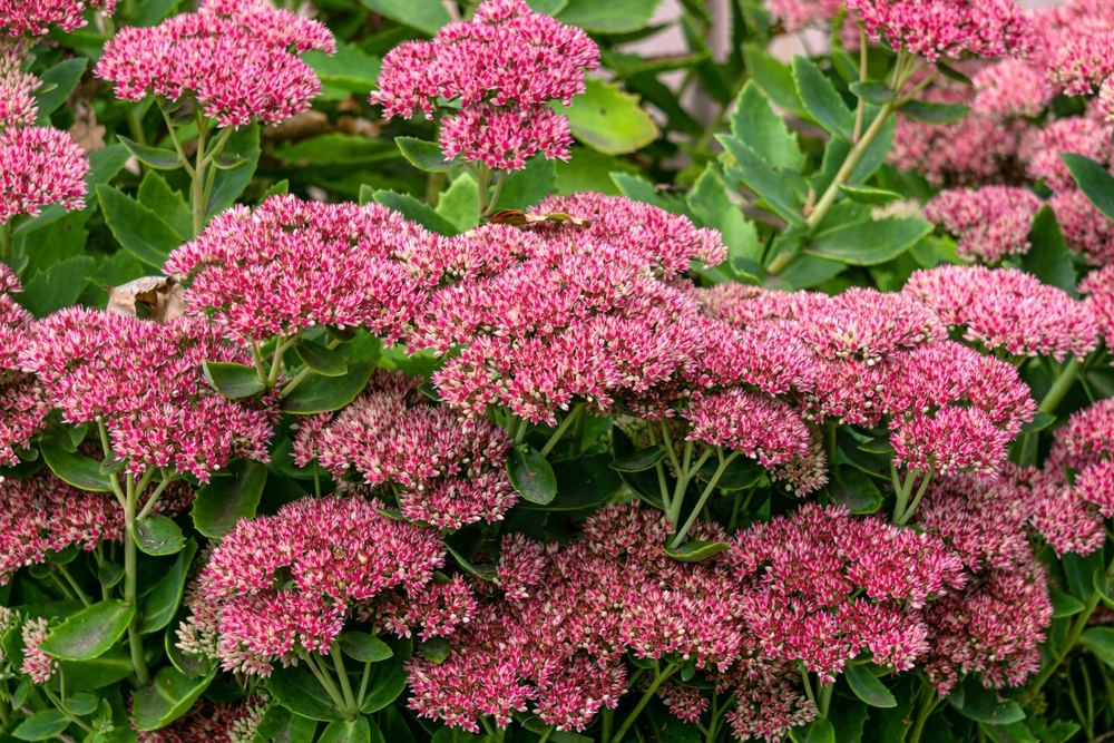 sedum-flowers-in-the-garden