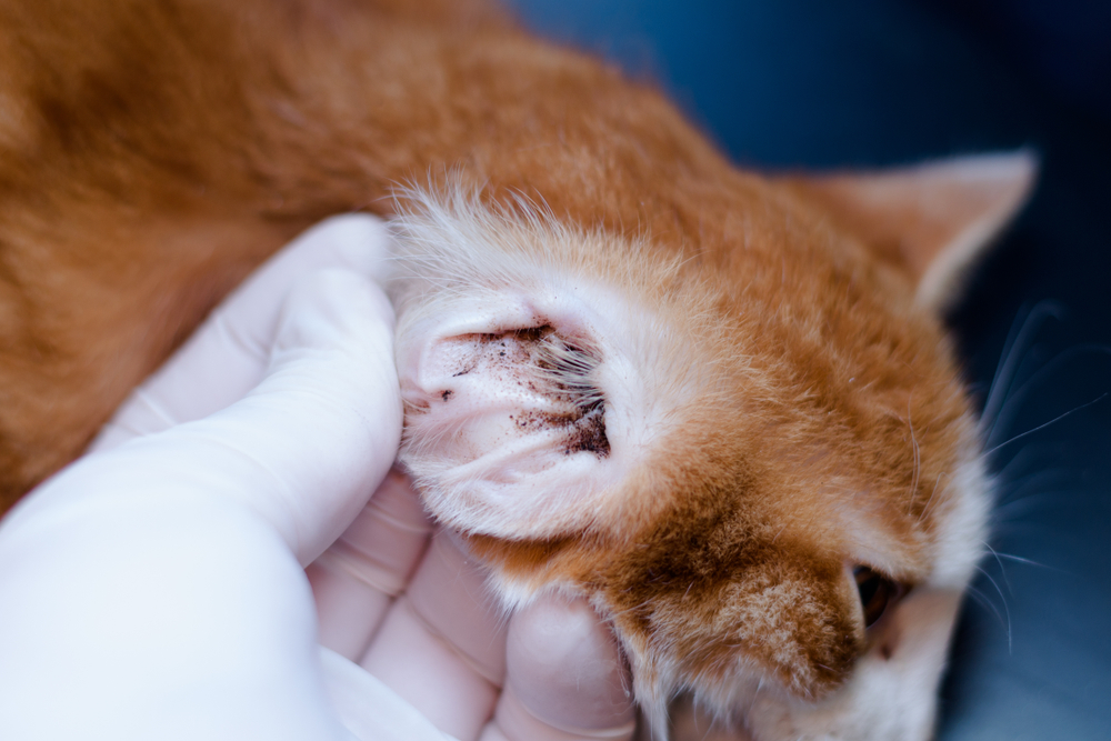 ginger kitten with ear mites