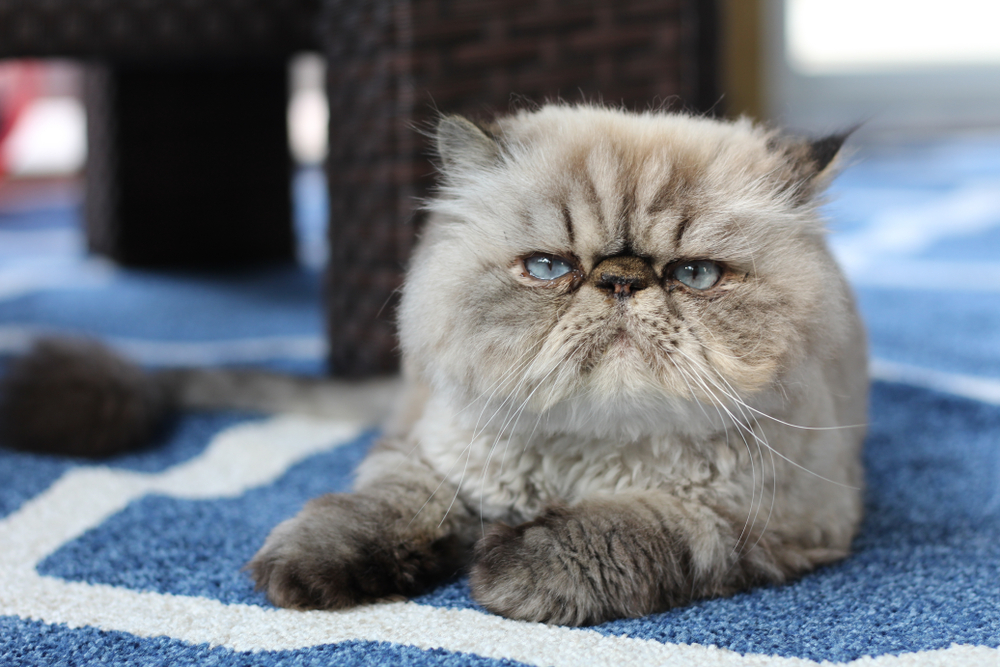 Grumpy Himalayan Cat With Blue Eyes