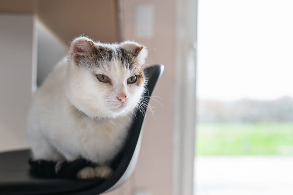 old white cat having cancer in ears