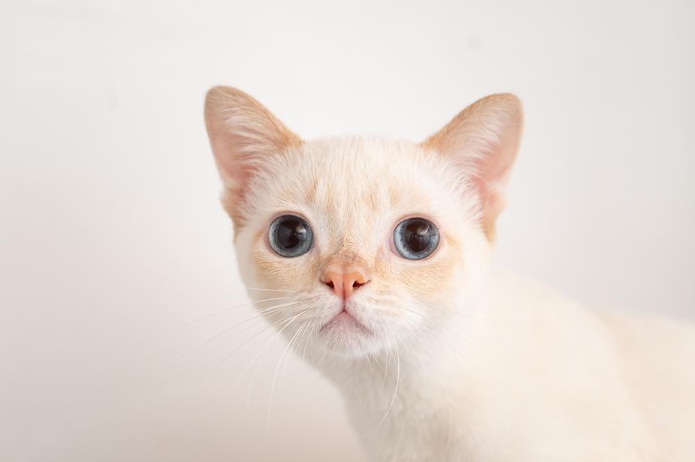 Siamese Kitten with Hydrocephalus