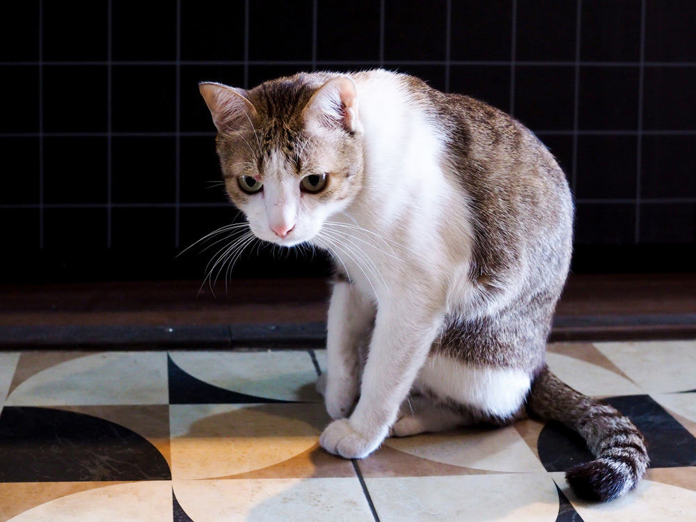 sick cat with feline disease sitting on the floor