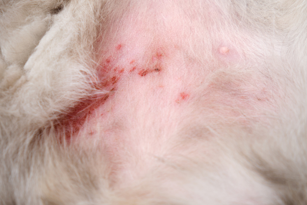 skin allergies on cat's belly