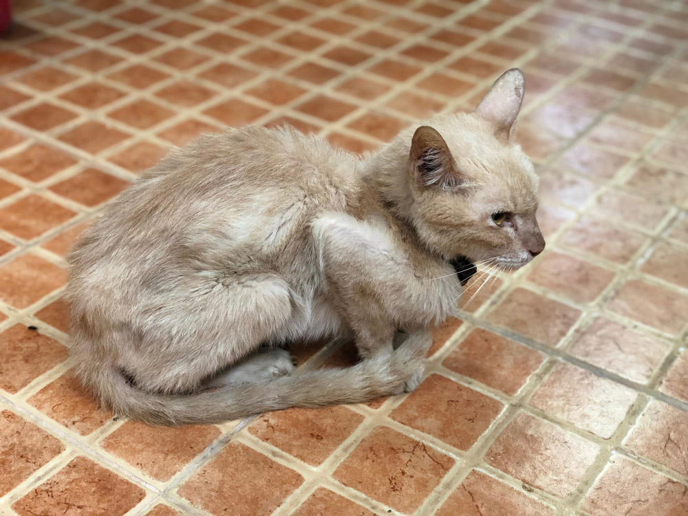 skinny cat sitting on the floor