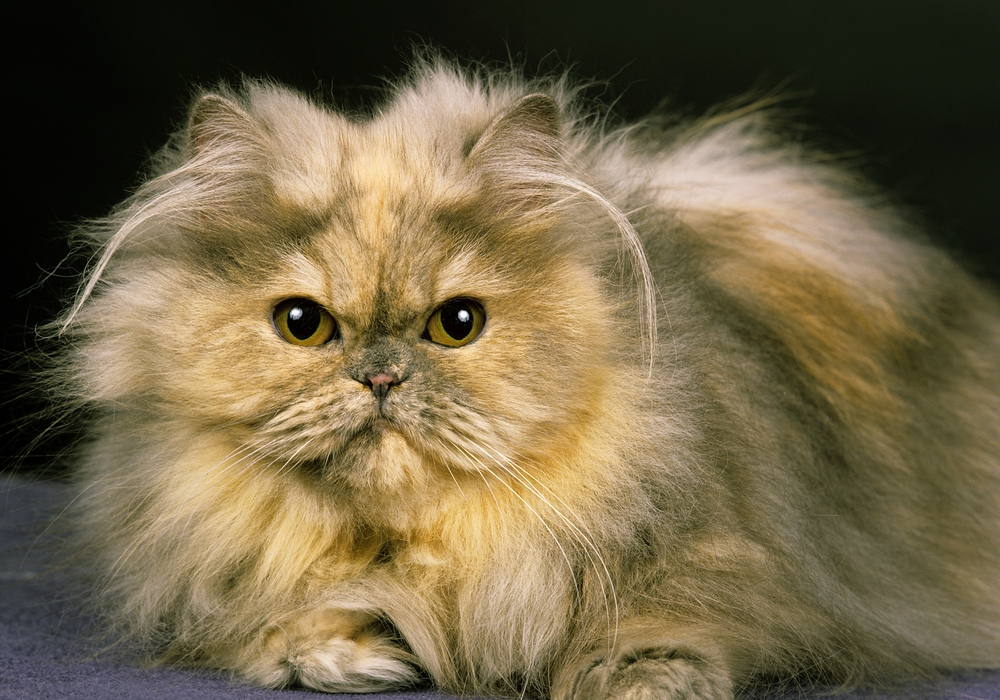 smoke-persian-cat