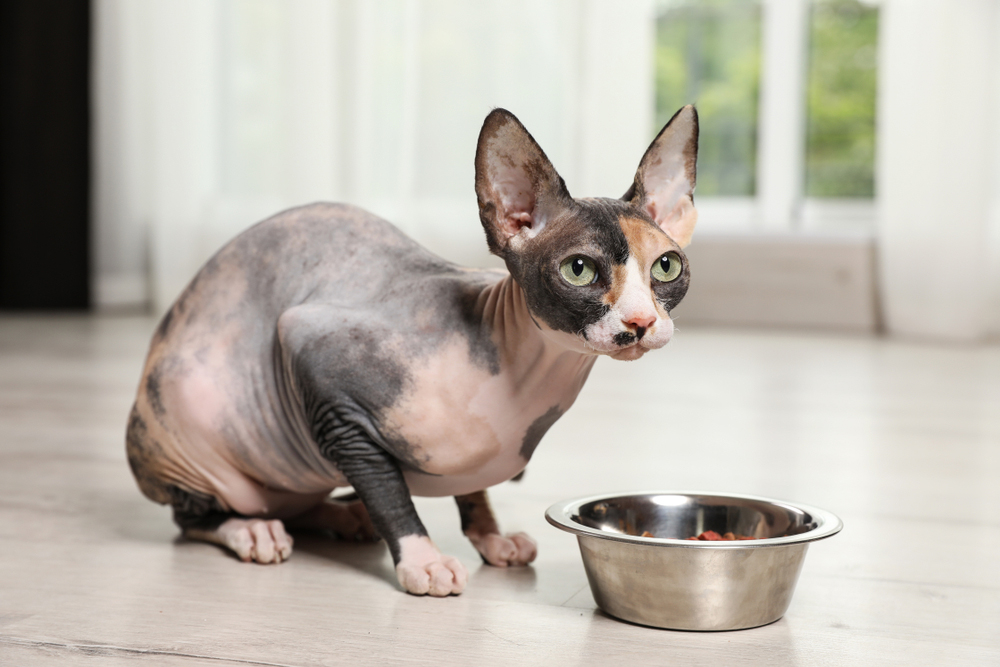 sphynx cat eating dry kibble from metal bowl