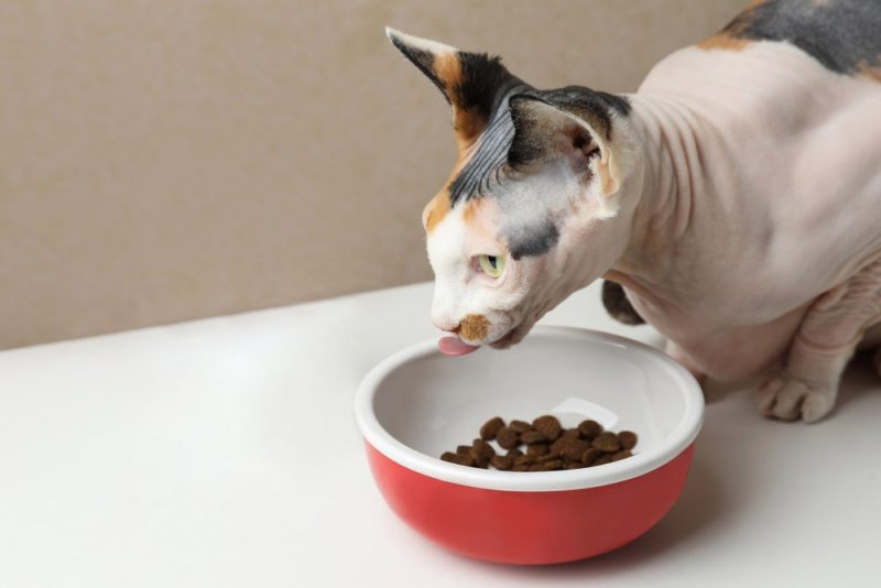 sphynx cat eating kibble from feeding bowl
