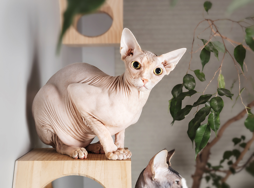 sphynx cat on the wall shelf